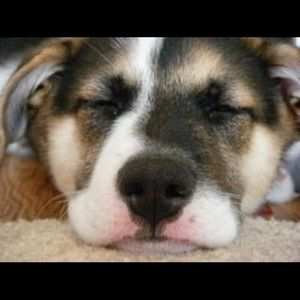 Meet your Posher, Priscilla